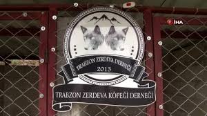 Trabzon Un Zerdava Si Jandarmanin Yeni Gozdesi Son Dakika