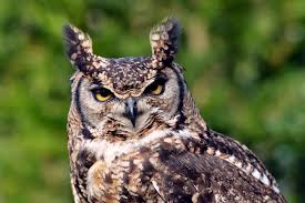 We did not find results for: African Spotted Eagle Owl Paradise Wildlife Park