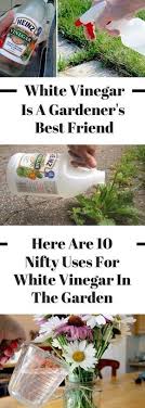 Can it be used as a fertilizer in gardening? Vinegar For Plants And Animals