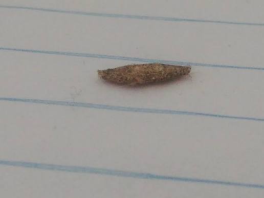 Ok, it is a 'bagworm'. I have not yet read about it, but at least know what  it is. Perhaps it never eloves into a moth or butterfly🤔