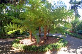 El Botanico Der Botanische Garten Reisefuhrer Teneriffa
