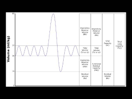 Image result for Vital Capacity