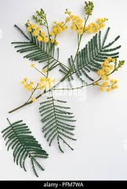 Image result for Acacia mearnsii