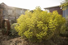 We did not find results for: Euphorbia Ascot Rainbow Striking Container Displays For Winter And Spring As Well As Garden Plantings Small Gardens Water Wise Plants Patio Plants Plants
