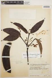 Image result for Malouetia