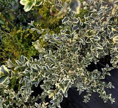 Image result for Buxus acutata