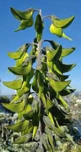 Image result for Crotalaria insignis