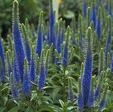 Seuss illustration, stalks were about the diameter of a quarter. Shrubs And Perennials