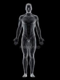 Attached to the bones of the skeletal system are about 700 named. Abstract Male Body Showing Front Muscles Computer Illustration Black Background Biology Stock Photo 331052068