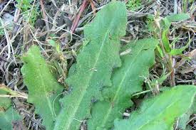 Image result for Hypochaeris