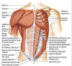 The muscles of the abdomen were slightly less clear and seemed to run into each other, making it harder to differentiate between them. Muscles Chest And Abdomen Diagram Quizlet