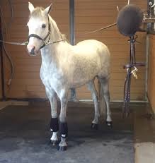 Pony Vs Horse The Differences Http Www Proequinegrooms Com Index Php Tips Health And Well Being Pony Vs Horse What S T Horses Horse Grooming Cute Ponies