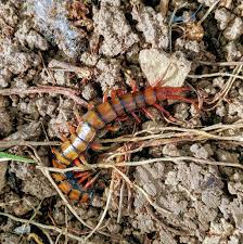 Centipede family found in St. Croix backyard