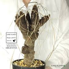 Image result for Xerophyta argentea