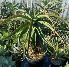 Image result for Aloe mossurilensis