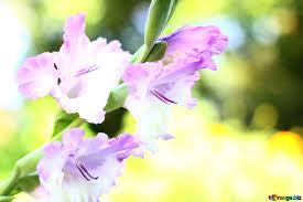 We have a massive amount of hd images that will make your computer or smartphone look absolutely fresh. Background Flowers Image Wallpaper Desktop Flower Of Gladiolus Images Autumn 33788 Torange Biz Free Pics On Cc By License