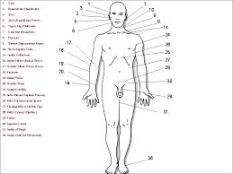 Pressure Points Of The Body For Fighting 98825 Newsmov