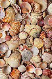 Seashells Photo Seashells Photos Sea Shells Shells