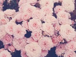 Gallery For Gt Hipster Desktop Backgrounds Tumblr Desktop Tumblr Flower Flower Backgrounds Pastel Flowers