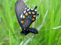 Butterfly identification can be tricky. California Pipevine Swallowtail Battus Philenor Hirsuta Putah Creek Council