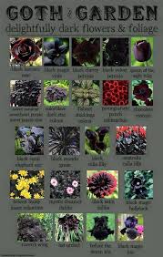Evolved Plants Dark Flowers Gothic Garden