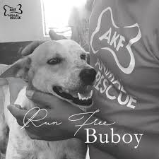 Canadian artists online art gallery with art in canada featuring some of canada's finest art. Run Free Buboy Viral Faithful Dog Dies After Hit And Run Abs Cbn News