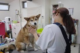 ペットペット 兵庫県神戸市灘区にあるトリミング ペットサロン ドッグサロン Riccio リッチオ 詳細