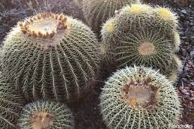 We've spent a lot of time researching how to make cacti grow faster. How To Grow And Care For Golden Barrel Cactus Echinocactus Grusonii Florgeous
