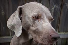 How To Help Your Dog Stop Crying When Left Alone Dogexpress