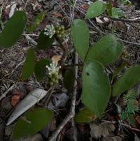 Image result for Croton polytrichus