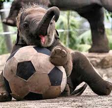 49 Pictures Of Baby Elephants Baby Elephant Pictures Super Cute Animals Baby Animals