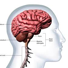Anatomy and histology, atlases, brain stem are you sure you want to remove stereotaxic atlas of the human brainstem and. What Is The Cerebellum