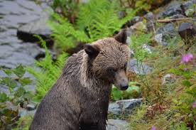 Maybe you would like to learn more about one of these? Grizzly Bears Also Enjoy Flowers Grizzly Bear Tours Whale Watching Knight Inlet