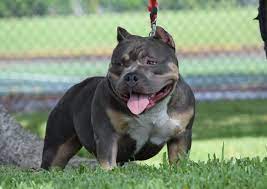 Swizz One Of The Best 10 Month Old Pocket Female Bully S We Ve Ever Seen American Bully Bully Blue Bully Breeds