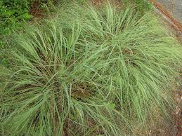 Image result for Eragrostis rogersii