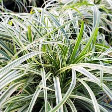 Image result for Carex mannii