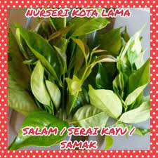 Harga kayu ular batangan jual kayu ular papua kupas Ulam Anak Pokok Bay Leaf Salam Serai Kayu Samak Shopee Malaysia