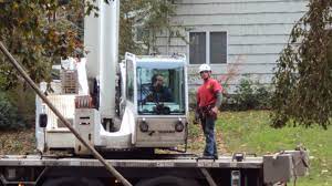 Tree Service Long Island Aaa Tree Service Tree Removal Cost Long Island Tree Service Tree Removal Cost Tree Removal