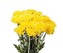 That supplies the industry's most gorgeous locations, designers, artists and florists. Palm Beach Wholesale Flowers