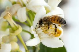 From almonds and vanilla to apples and squash. Eu Food Agency Says Three Pesticides Harm Bees As Ban Calls Grow