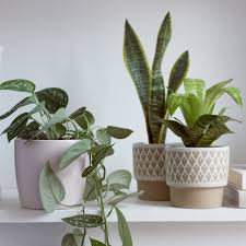 And considering that these flowers are orange and/or yellow by nature, they are the perfect choice if you want to give your home a glow. Winter Care Of Houseplants