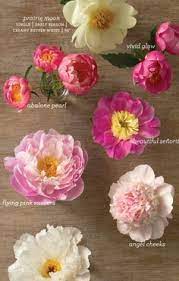 Because there are so many different kinds of plants and animals, the task of the biologists is not an easy one. Names Of Peach Peonies Peonies Flowers Beautiful Flowers