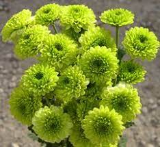 Maybe you would like to learn more about one of these? Pin By Krista Runnings On Wedding Newlywed Celebration Ideas Mums Flowers Wholesale Flowers Fall Flower Arrangements