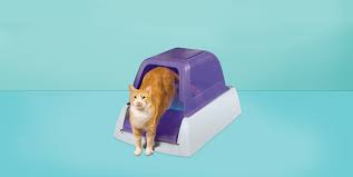 If your cat has trouble with the litter box, visit the vet. 7 Best Self Cleaning Litter Boxes Of 2021 Automatic Litter Box For Cats