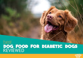 If your dog has been diagnosed with diabetes, you've. 5 Best Dog Food For Diabetic Dogs Our Top Pick For 2020 Revealed
