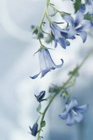 Pin By H E A V E N On Flowers In 2020 Flowers Photography Beautiful Flowers Pretty Flowers