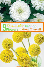 Cut flowers can live for a short time in water because the water moves up their stems and keeps them fresh. 9 Cut Flowers To Grow From Seed Finding Sea Turtles