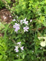 Image result for Priva flabelliformis