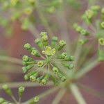 Image result for Steganotaenia araliacea