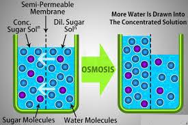Cell membrane) from an area of higher to an area of lower water potential. 11 Examples Of Osmosis In Real Life Studiousguy